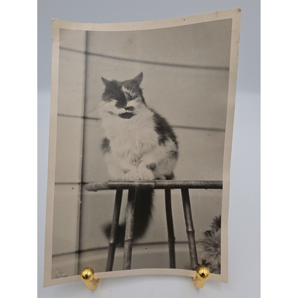 Vintage Black And White Cat Photo 5x7